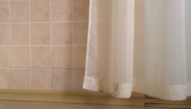 Reliable Cottondale, AL Mold Removal Solutions